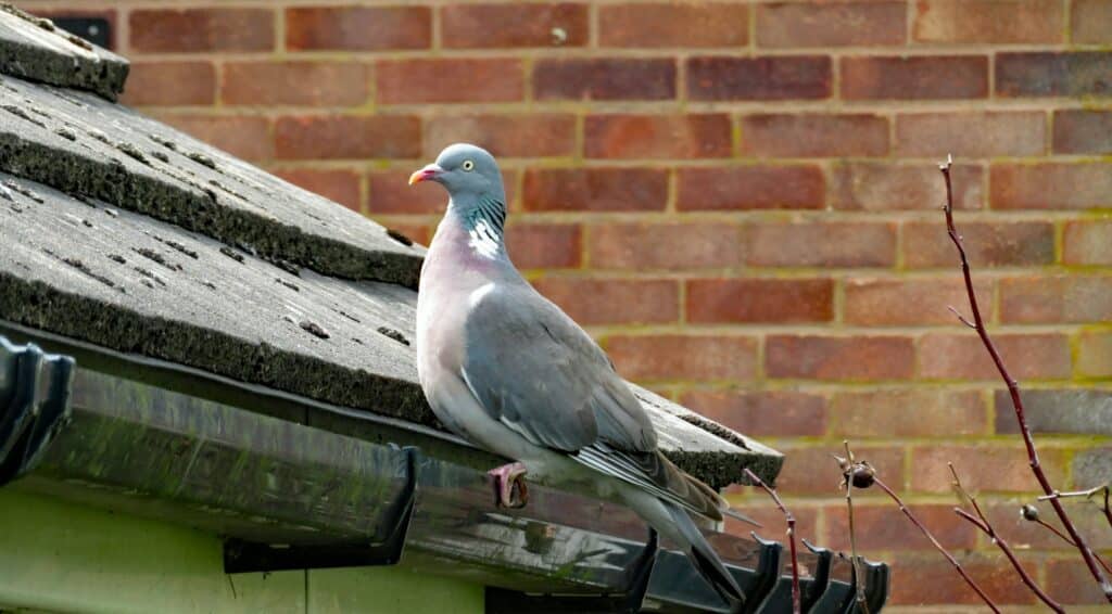 gutter